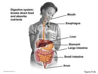 Digestive system:
breaks down food
and absorbs
nutrients
Large intestine
Small intestine
Esophagus
Stomach
Liver
Mouth
Anus
Figure 21.8e
 