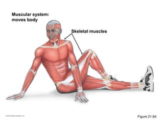 Muscular system:
moves body
Skeletal muscles
Figure 21.8d
 