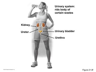 Urinary system:
rids body of
certain wastes
Urinary bladder
Urethra
Ureter
Kidney
Figure 21.8f
 