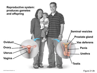 Reproductive system:
produces gametes
and offspring
Seminal vesicles
Prostate gland
Vas deferens
Urethra
Oviduct
Vagina
Uterus
Ovary Penis
Testis
Figure 21.8h
 