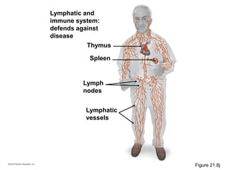 Lymphatic and
immune system:
defends against
disease
Lymphatic
vessels
Lymph
nodes
Thymus
Spleen
Figure 21.8j
 