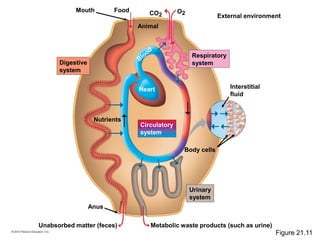 Unabsorbed matter (feces) Metabolic waste products (such as urine)
External environment
Respiratory
systemDigestive
system
Urinary
system
Circulatory
system
Interstitial
fluid
Nutrients
Body cells
Animal
Mouth Food
Anus
Heart
CO2
O2
Figure 21.11
 