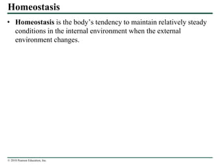 © 2010 Pearson Education, Inc.
Homeostasis
• Homeostasis is the body’s tendency to maintain relatively steady
conditions in the internal environment when the external
environment changes.
 