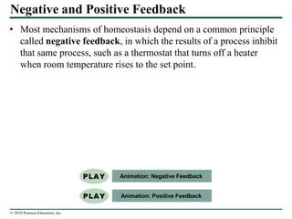 © 2010 Pearson Education, Inc.
Negative and Positive Feedback
• Most mechanisms of homeostasis depend on a common principle
called negative feedback, in which the results of a process inhibit
that same process, such as a thermostat that turns off a heater
when room temperature rises to the set point.
Animation: Positive Feedback
Animation: Negative Feedback
 