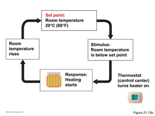 Thermostat
(control center)
turns heater on
Set point:
Room temperature
20C (68F)
Room
temperature
rises
Response:
Heating
starts
Stimulus:
Room temperature
is below set point
Figure 21.13b
 