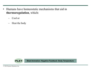 © 2010 Pearson Education, Inc.
• Humans have homeostatic mechanisms that aid in
thermoregulation, which:
– Cool or
– Heat the body
Blast Animation: Negative Feedback: Body Temperature
 