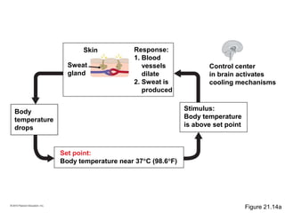 Body
temperature
drops
Set point:
Body temperature near 37C (98.6F)
Stimulus:
Body temperature
is above set point
Control center
in brain activates
cooling mechanisms
Response:
1. Blood
vessels
dilate
2. Sweat is
produced
Sweat
gland
Skin
Figure 21.14a
 