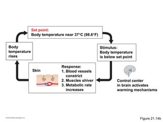 Set point:
Body temperature near 37C (98.6F)
Body
temperature
rises
Stimulus:
Body temperature
is below set point
Control center
in brain activates
warming mechanisms
Response:
1. Blood vessels
constrict
2. Muscles shiver
3. Metabolic rate
increases
Skin
Figure 21.14b
 