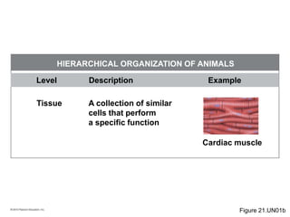 © 2010 Pearson Education, Inc.
Level Description Example
HIERARCHICAL ORGANIZATION OF ANIMALS
Tissue A collection of similar
cells that perform
a specific function
Cardiac muscle
Figure 21.UN01b
 