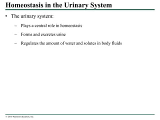 © 2010 Pearson Education, Inc.
Homeostasis in the Urinary System
• The urinary system:
– Plays a central role in homeostasis
– Forms and excretes urine
– Regulates the amount of water and solutes in body fluids
 