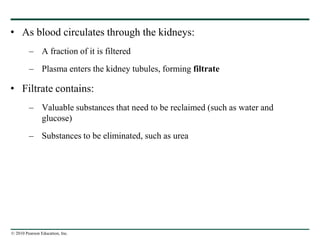 © 2010 Pearson Education, Inc.
• As blood circulates through the kidneys:
– A fraction of it is filtered
– Plasma enters the kidney tubules, forming filtrate
• Filtrate contains:
– Valuable substances that need to be reclaimed (such as water and
glucose)
– Substances to be eliminated, such as urea
 