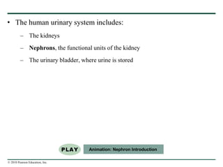 © 2010 Pearson Education, Inc.
• The human urinary system includes:
– The kidneys
– Nephrons, the functional units of the kidney
– The urinary bladder, where urine is stored
Animation: Nephron Introduction
 