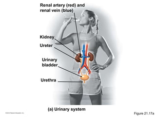 Renal artery (red) and
renal vein (blue)
(a) Urinary system
Kidney
Ureter
Urinary
bladder
Urethra
Figure 21.17a
 