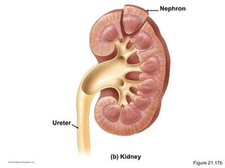 (b) Kidney
Ureter
Nephron
Figure 21.17b
 