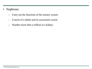 © 2010 Pearson Education, Inc.
• Nephrons:
– Carry out the functions of the urinary system
– Consist of a tubule and its associated vessels
– Number more than a million in a kidney
 