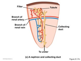 (c) A nephron and collecting duct
Branch of
renal artery
Branch of
renal vein Collecting
duct
Filter Tubule
To ureter
Figure 21.17c
 