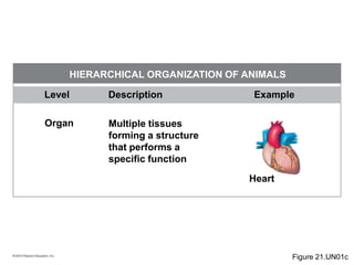 © 2010 Pearson Education, Inc.
Level Description Example
HIERARCHICAL ORGANIZATION OF ANIMALS
Organ Multiple tissues
forming a structure
that performs a
specific function
Heart
Figure 21.UN01c
 