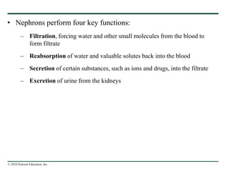 © 2010 Pearson Education, Inc.
• Nephrons perform four key functions:
– Filtration, forcing water and other small molecules from the blood to
form filtrate
– Reabsorption of water and valuable solutes back into the blood
– Secretion of certain substances, such as ions and drugs, into the filtrate
– Excretion of urine from the kidneys
 