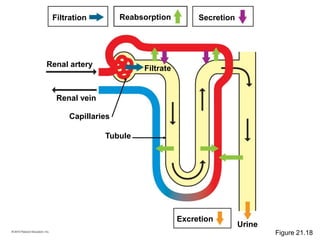Filtration Reabsorption Secretion
Renal artery
Renal vein
Capillaries
Tubule
Urine
Filtrate
Excretion
Figure 21.18
 