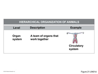 © 2010 Pearson Education, Inc.
Level Description Example
HIERARCHICAL ORGANIZATION OF ANIMALS
Organ
system
A team of organs that
work together
Circulatory
system
Figure 21.UN01d
 