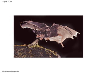 © 2014 Pearson Education, Inc.
Figure 21.19
 