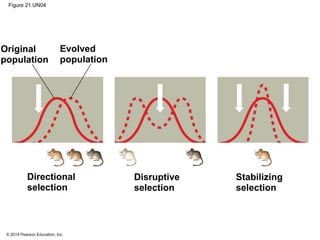 © 2014 Pearson Education, Inc.
Figure 21.UN04
Original
population
Evolved
population
Directional
selection
Disruptive
selection
Stabilizing
selection
 