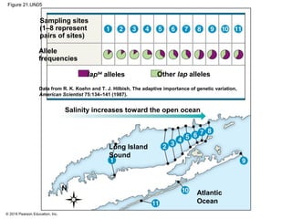 © 2014 Pearson Education, Inc.
Figure 21.UN05
Salinity increases toward the open ocean
Long Island
Sound
Atlantic
Ocean
Sampling sites
(1–8 represent
pairs of sites)
Allele
frequencies
Other lap alleleslap94
alleles
Data from R. K. Koehn and T. J. Hilbish, The adaptive importance of genetic variation,
American Scientist 75:134–141 (1987).
N
 