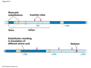 © 2014 Pearson Education, Inc.
Figure 21.4
1,000
Substitution resulting
in translation of
different amino acid
Base-pair
substitutions Insertion sites
Deletion
Exon Intron
1 500
2,5002,0001,500
 