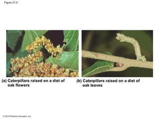 © 2014 Pearson Education, Inc.
Figure 21.5
(a) Caterpillars raised on a diet of
oak flowers
(b) Caterpillars raised on a diet of
oak leaves
 