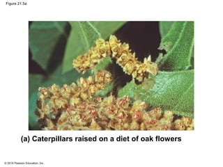 © 2014 Pearson Education, Inc.
Figure 21.5a
(a) Caterpillars raised on a diet of oak flowers
 