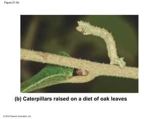 © 2014 Pearson Education, Inc.
Figure 21.5b
(b) Caterpillars raised on a diet of oak leaves
 