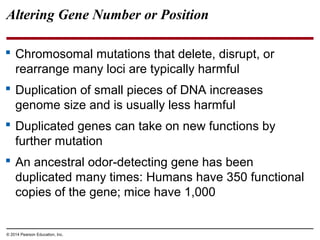 © 2014 Pearson Education, Inc.
Altering Gene Number or Position
 Chromosomal mutations that delete, disrupt, or
rearrange many loci are typically harmful
 Duplication of small pieces of DNA increases
genome size and is usually less harmful
 Duplicated genes can take on new functions by
further mutation
 An ancestral odor-detecting gene has been
duplicated many times: Humans have 350 functional
copies of the gene; mice have 1,000
 