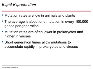 © 2014 Pearson Education, Inc.
Rapid Reproduction
 Mutation rates are low in animals and plants
 The average is about one mutation in every 100,000
genes per generation
 Mutation rates are often lower in prokaryotes and
higher in viruses
 Short generation times allow mutations to
accumulate rapidly in prokaryotes and viruses
 