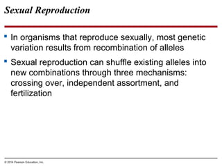 © 2014 Pearson Education, Inc.
Sexual Reproduction
 In organisms that reproduce sexually, most genetic
variation results from recombination of alleles
 Sexual reproduction can shuffle existing alleles into
new combinations through three mechanisms:
crossing over, independent assortment, and
fertilization
 