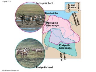 © 2014 Pearson Education, Inc.
Figure 21.6
Porcupine herd
Beaufort Sea
Fortymile herd
Porcupine
herd range
Fortymile
herd range
MAP
AREA
ALASKA
CANADA
NORTHWEST
TERRITORIES
YUKON
ALASKA
 