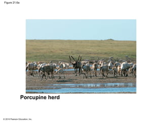 © 2014 Pearson Education, Inc.
Figure 21.6a
Porcupine herd
 