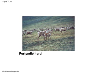 © 2014 Pearson Education, Inc.
Figure 21.6b
Fortymile herd
 