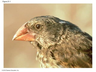 © 2014 Pearson Education, Inc.
Figure 21.1
 