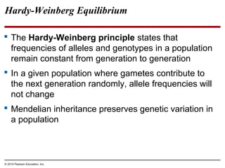 © 2014 Pearson Education, Inc.
 The Hardy-Weinberg principle states that
frequencies of alleles and genotypes in a population
remain constant from generation to generation
 In a given population where gametes contribute to
the next generation randomly, allele frequencies will
not change
 Mendelian inheritance preserves genetic variation in
a population
Hardy-Weinberg Equilibrium
 