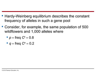 © 2014 Pearson Education, Inc.
 Hardy-Weinberg equilibrium describes the constant
frequency of alleles in such a gene pool
 Consider, for example, the same population of 500
wildflowers and 1,000 alleles where
 p = freq CR
= 0.8
 q = freq CW
= 0.2
 
