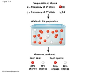 © 2014 Pearson Education, Inc.
Figure 21.7
Frequencies of alleles
Gametes produced
p = frequency of CR
allele
q = frequency of CW
allele
Alleles in the population
Each egg: Each sperm:
= 0.8
= 0.2
80%
chance
80%
chance
20%
chance
20%
chance
 