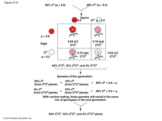 © 2014 Pearson Education, Inc.
Figure 21.8
Sperm
Eggs
80% CR
(p = 0.8) 20% CW
(q = 0.2)
p = 0.8 q = 0.2CR
CR
CW
CW
p = 0.8
q = 0.2
0.64 (p2
)
CR
CR
0.16 (pq)
CR
CW
0.16 (qp)
CR
CW
0.04 (q2
)
CW
CW
Gametes of this generation:
64% CR
CR
, 32% CR
CW
, and 4% CW
CW
64% CR
(from CR
CR
plants)
16% CR
(from CR
CW
plants)
4% CW
(from CW
CW
plants)
16% CW
(from CR
CW
plants)
80% CR
= 0.8 = p
20% CW
= 0.2 = q
+
+
=
=
64% CR
CR
, 32% CR
CW
, and 4% CW
CW
plants
With random mating, these gametes will result in the same
mix of genotypes in the next generation:
 
