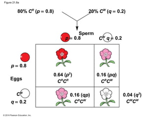 © 2014 Pearson Education, Inc.
Figure 21.8a
Sperm
Eggs
80% CR
(p = 0.8) 20% CW
(q = 0.2)
p = 0.8 q = 0.2CR
CR
CW
CW
p = 0.8
q = 0.2
0.64 (p2
)
CR
CR
0.16 (pq)
CR
CW
0.16 (qp)
CR
CW
0.04 (q2
)
CW
CW
 