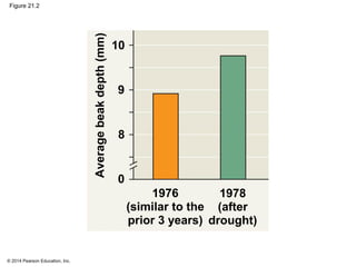 © 2014 Pearson Education, Inc.
Figure 21.2
1978
(after
drought)
10
1976
(similar to the
prior 3 years)
Averagebeakdepth(mm)
9
8
0
 