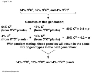 © 2014 Pearson Education, Inc.
Figure 21.8b
Gametes of this generation:
64% CR
CR
, 32% CR
CW
, and 4% CW
CW
64% CR
(from CR
CR
plants)
16% CR
(from CR
CW
plants)
4% CW
(from CW
CW
plants)
16% CW
(from CR
CW
plants)
80% CR
= 0.8 = p
20% CW
= 0.2 = q
+
+
=
=
64% CR
CR
, 32% CR
CW
, and 4% CW
CW
plants
With random mating, these gametes will result in the same
mix of genotypes in the next generation:
 