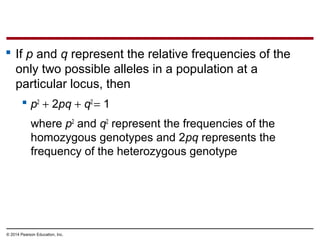 © 2014 Pearson Education, Inc.
 If p and q represent the relative frequencies of the
only two possible alleles in a population at a
particular locus, then
 p2
+ 2pq + q2
= 1
where p2
and q2
represent the frequencies of the
homozygous genotypes and 2pq represents the
frequency of the heterozygous genotype
 