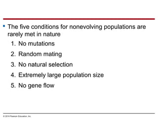 © 2014 Pearson Education, Inc.
 The five conditions for nonevolving populations are
rarely met in nature
1. No mutations
2. Random mating
3. No natural selection
4. Extremely large population size
5. No gene flow
 