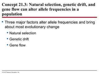 © 2014 Pearson Education, Inc.
 Three major factors alter allele frequencies and bring
about most evolutionary change
 Natural selection
 Genetic drift
 Gene flow
Concept 21.3: Natural selection, genetic drift, and
gene flow can alter allele frequencies in a
population
 
