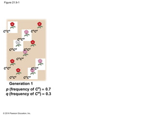 © 2014 Pearson Education, Inc.
Figure 21.9-1
CW
CW
CR
CR
CR
CW
CR
CR
CR
CR
CR
CR
CR
CR
CR
CW
CR
CW
CR
CW
p (frequency of CR
) = 0.7
q (frequency of CW
) = 0.3
Generation 1
 