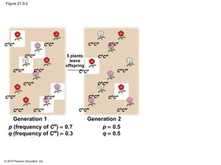 © 2014 Pearson Education, Inc.
Figure 21.9-2
CW
CW
CR
CR
CR
CW
CR
CR
CR
CR
CR
CR
CR
CR
CR
CW
CR
CW
CR
CW
CW
CW
CR
CR
CR
CW
CR
CR
CR
CR
CR
CW
CR
CW
CR
CW
CW
CW
CW
CW
5 plants
leave
offspring
p (frequency of CR
) = 0.7
q (frequency of CW
) = 0.3
p = 0.5
q = 0.5
Generation 2Generation 1
 